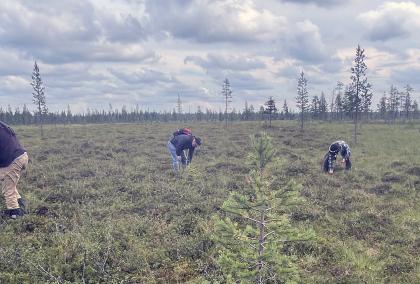 Team of researchers collecting samples at a swamp in Lapland