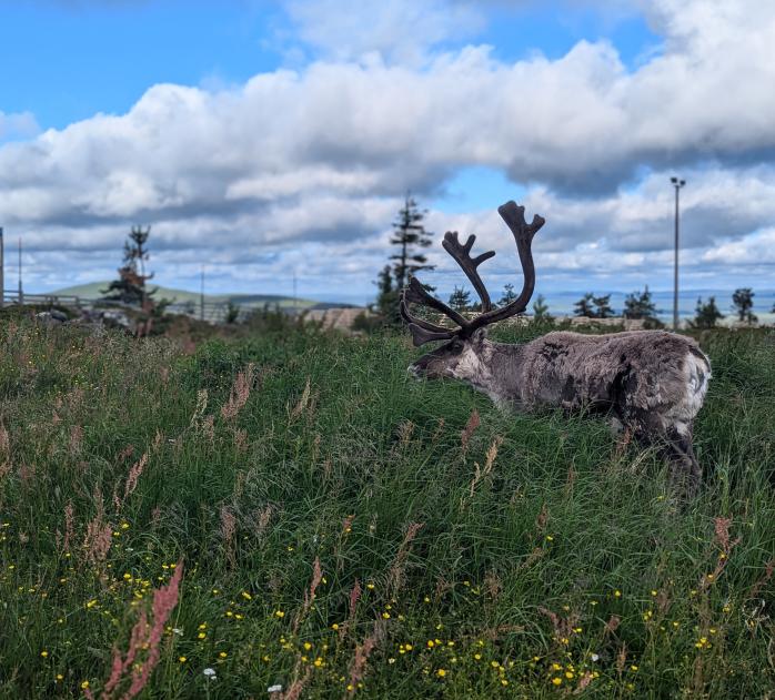 Reindeer standing in a long, grassy field in Lapland.