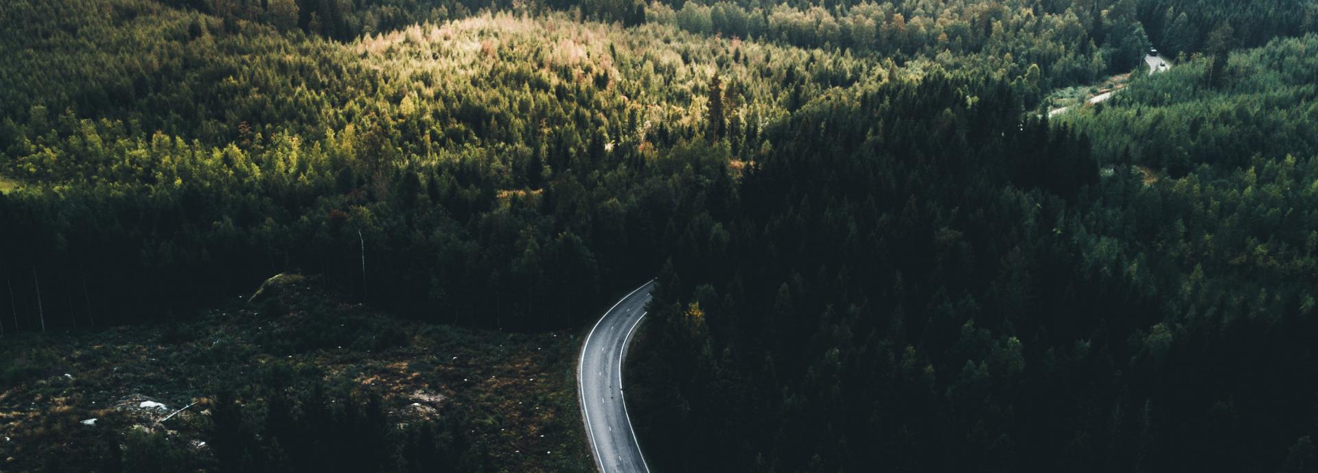 Road in the middle of forest