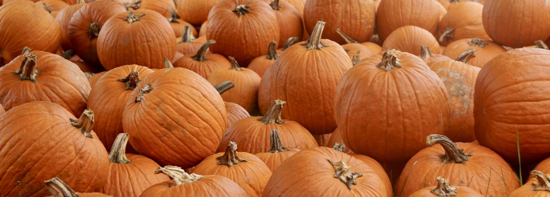 A free, horizontal, non-stock photo of pumpkins from unsplash.com