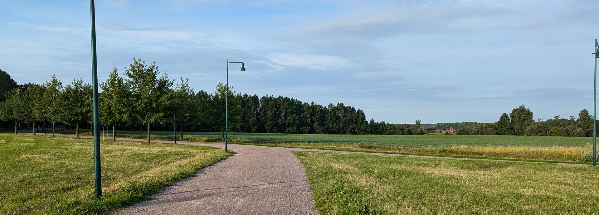 A path between grass and trees on a sunny day