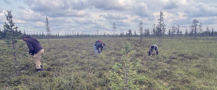 Team of researchers collecting samples at a swamp in Lapland